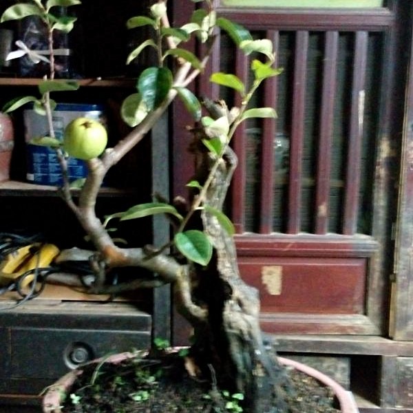 二手盆景\/盆栽出售,日本花梨 - 591居家\/家具