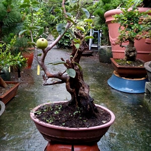 二手盆景\/盆栽出售,日本花梨 - 591居家\/家具