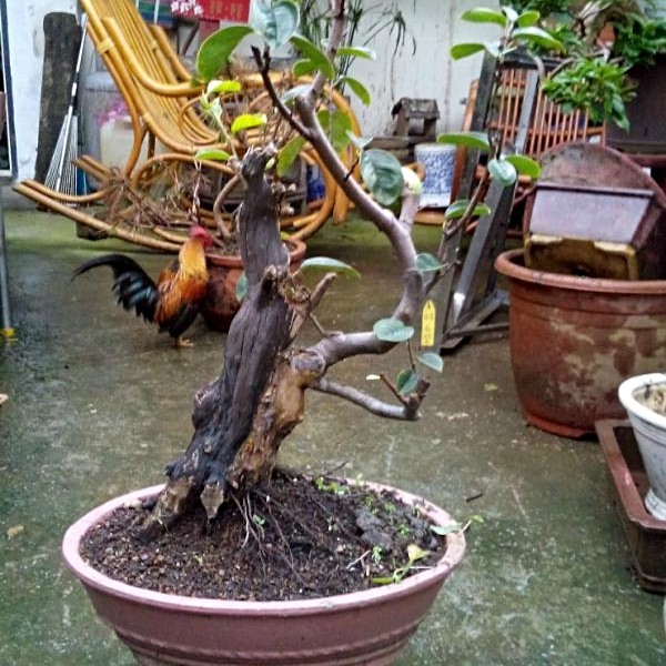 二手盆景\/盆栽出售,日本花梨 - 591居家\/家具